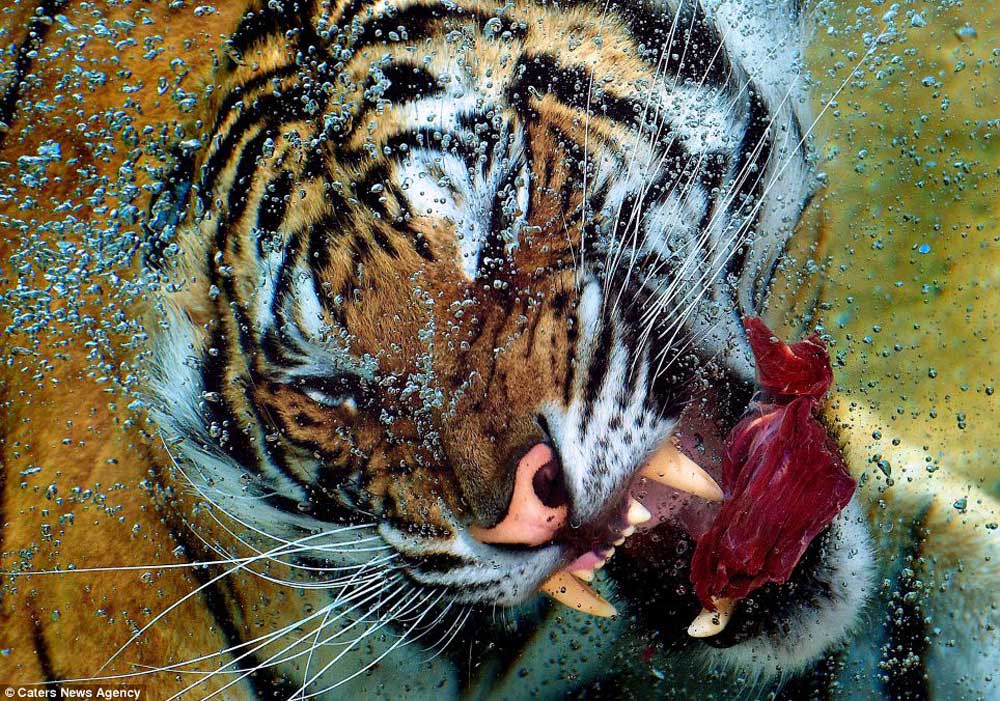 Тигр есть мясо. Тигр ест рыбу. Голодный тигр. Тигр в ванной картинки.
